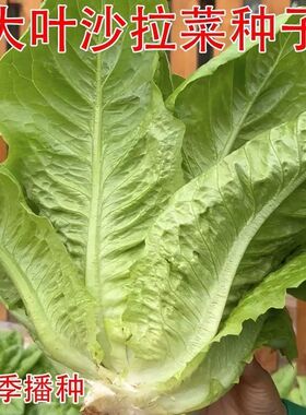 汉斯沙拉菜种子耐热耐高温耐寒四季播露地甜脆易种植不招虫高钙