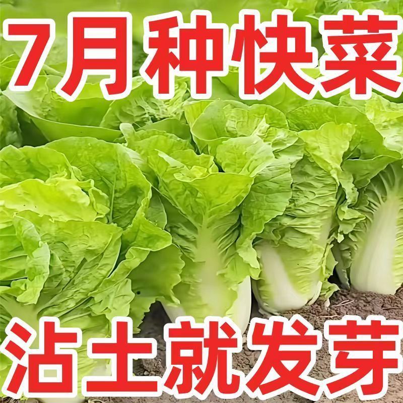 【今年新种】黄心速生快菜四季奶油小白菜鲜嫩阳台小院高产耐热耐