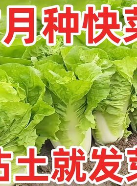 【今年新种】黄心速生快菜四季奶油小白菜鲜嫩阳台小院高产耐热耐