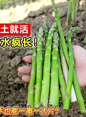 芦笋种子进口绿芦笋种籽四季种植蔬菜之王抗热耐寒高营养蔬菜种子