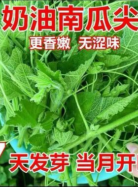 新鲜南瓜种子曼嫩叶农家蔬菜龙须菜干当季南瓜藤脆瓜尖种子