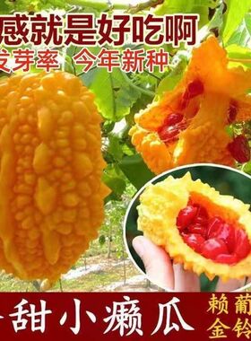 金癞瓜种子癞葡萄种子红心苦瓜金铃子四季播庭院春季水果蔬菜种子