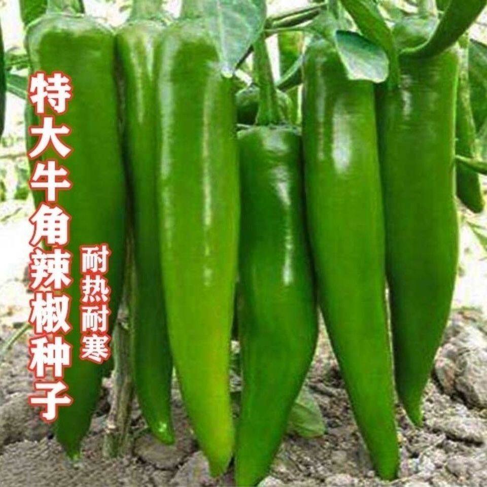 特大牛角辣椒种子产量高出芽率高薄皮不辣羊角椒可留种蔬菜种子,农用物资,蔬菜种子/种苗,淘宝优惠券,粉丝福利购,淘宝优惠卷