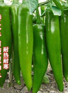 特大牛角辣椒种子产量高出芽率高薄皮不辣羊角椒可留种蔬菜种子