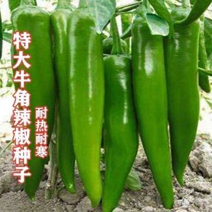 特大牛角辣椒种子产量高出芽率高薄皮不辣羊角椒可留种蔬菜种子