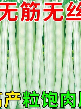 白不老芸豆种子早熟四季豆白芸豆高产九粒白豆角架豆四季蔬菜种子