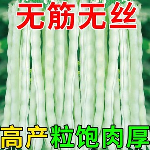 白不老芸豆种子早熟四季豆白芸豆高产九粒白豆角架豆四季蔬菜种子