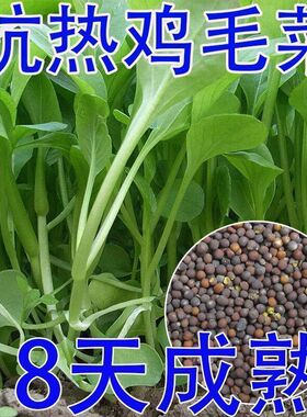 全新鸡毛菜种子 四季播种抗热耐寒蔬菜种子小白菜籽有机小青菜籽