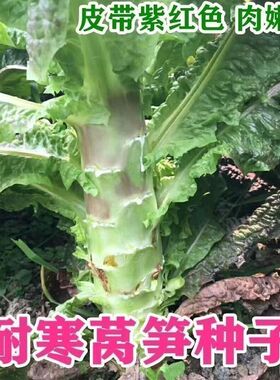 高产耐寒莴笋种子红皮绿肉香莴苣春秋冬季农家蔬菜种子