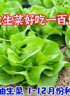 奶油生菜种子好吃沙拉生菜种子现代高产农田菜种四季蔬菜种子大全