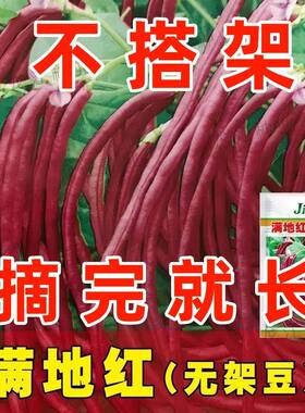 满地红无架豆豆角种子不用搭架子的摘不败豆角四季蔬菜种籽长豇豆