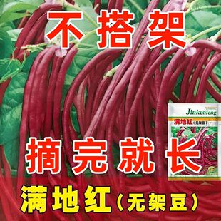 满地红无架豆豆角种子不用搭架子的摘不败豆角四季蔬菜种籽长豇豆