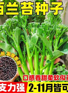 正品新种西兰苔种子绿西兰苔有机西洋芥兰田园庭院种植蔬菜苔种子