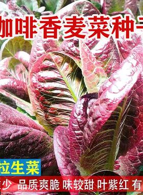 紫孔雀菜种子欧美沙拉咖啡香麦菜生菜种籽耐热耐高温四季蔬菜籽种
