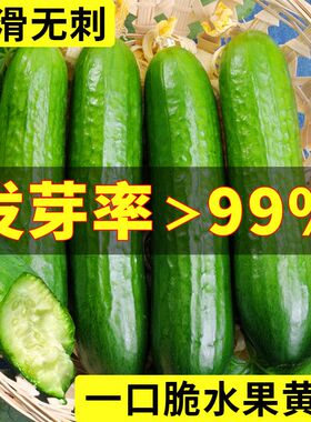 荷兰无刺水果黄瓜种子进口小黄瓜种籽节节瓜四季地栽阳台盆栽蔬菜