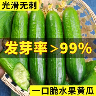 荷兰无刺水果黄瓜种子进口小黄瓜种籽节节瓜四季地栽阳台盆栽蔬菜
