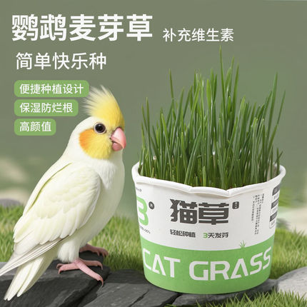 鹦鹉麦芽草粮大麦种子鹦鹉啃咬饲料鸟草盒零食促进消化自娱防啄毛