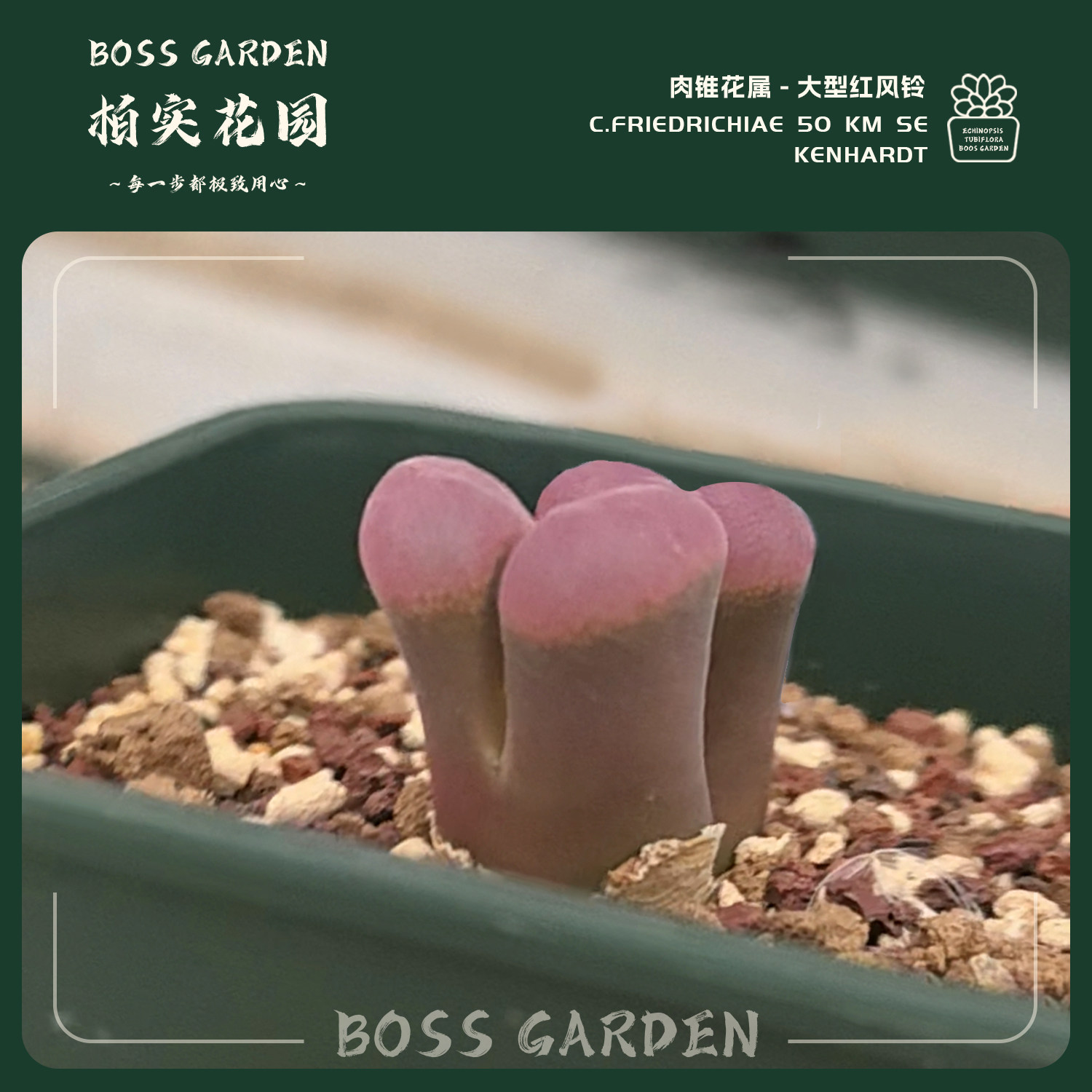 多肉植物肉锥花大型红风铃SE肯哈德懒人好养室内盆栽番杏柏实花园