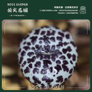 多肉植物肉锥花白底黑点安贞ts603奶牛安贞懒人好养盆栽柏实花园