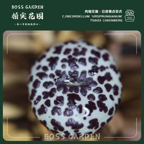 肉锥花白底黑点安贞懒人好养盆栽