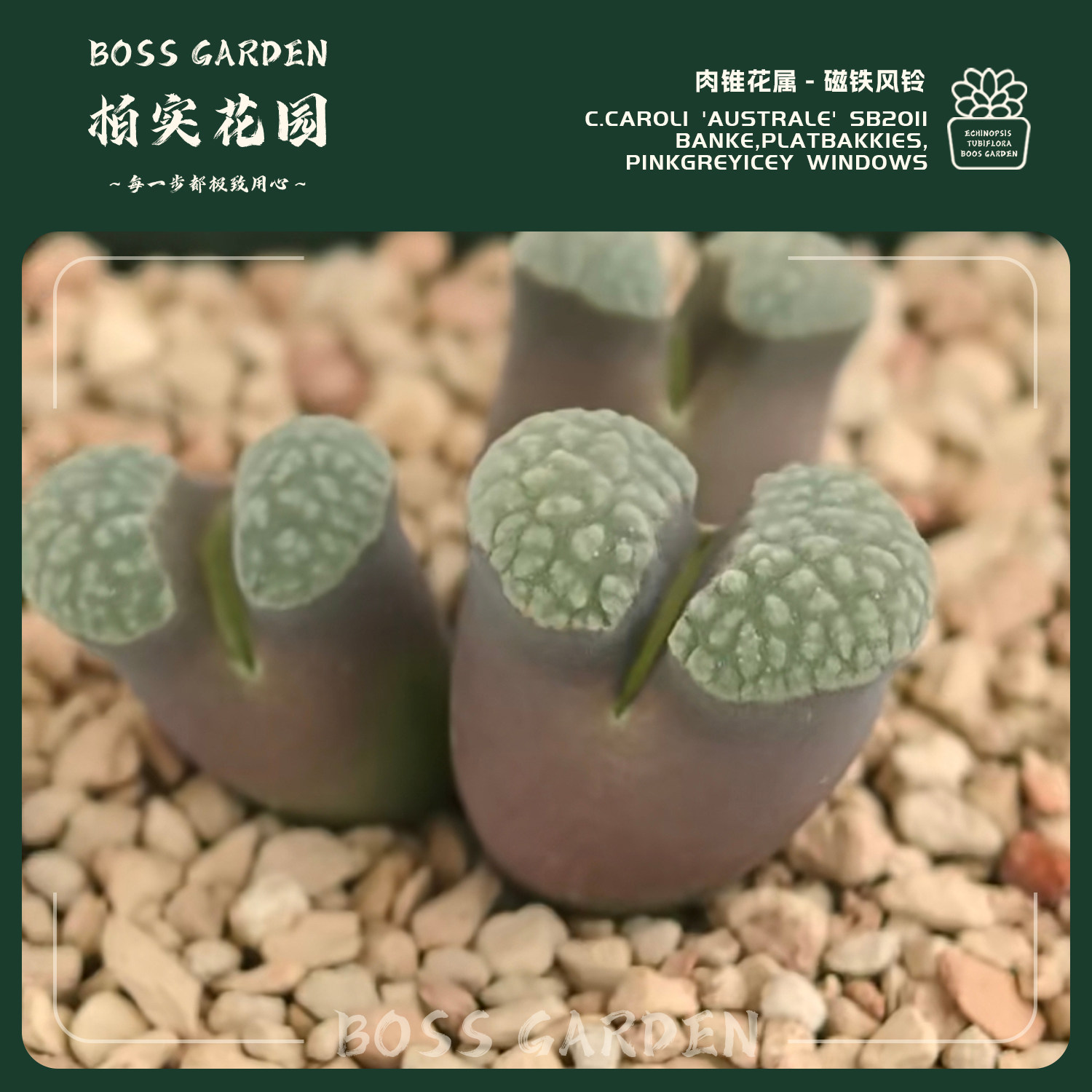 多肉植物肉锥花MG1789banke磁铁风铃稀有雪花褶皱窗懒人好养盆栽