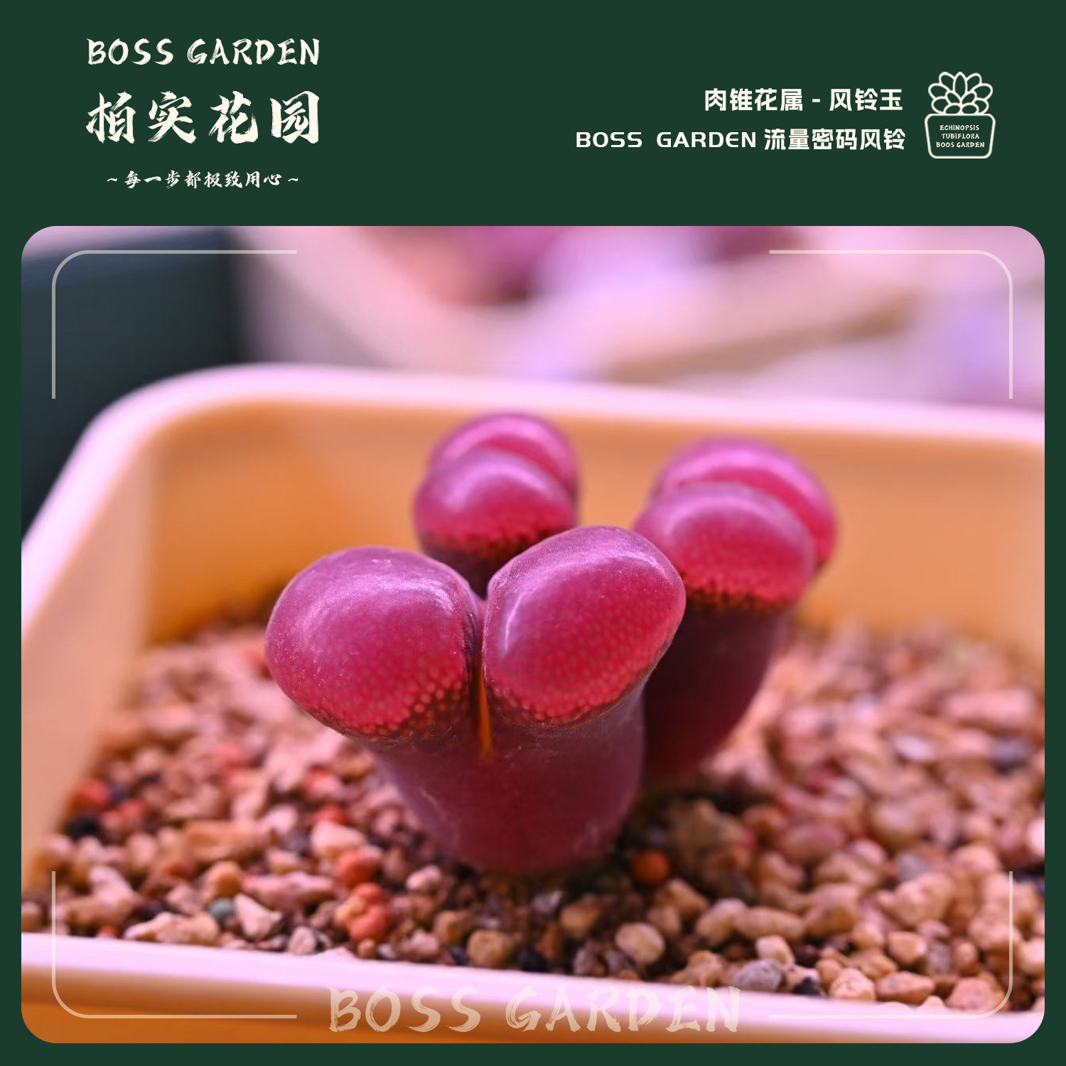 多肉植物肉锥花大型红风铃流量密码风铃紫红色懒人好养盆栽