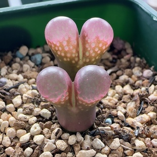 【BS-Af2】1802.1风铃玉黑眼豆豆青蛙ap种源优选肉锥柏实花园