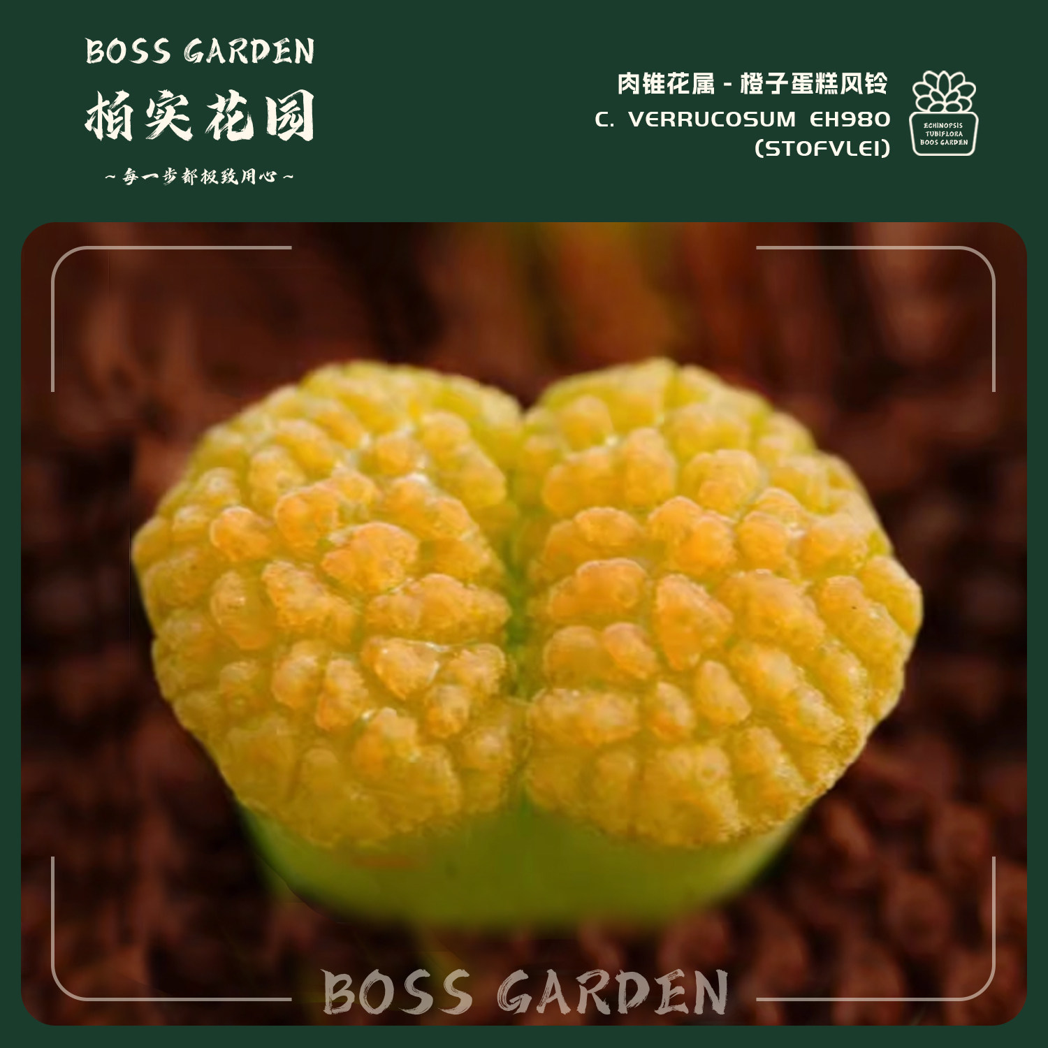 多肉植物肉锥蛋糕风铃eh980青蛙种源优选大型强褶皱懒人好养盆栽,鲜花速递/花卉仿真/绿植园艺,多肉植物,淘宝优惠券,粉丝福利购,淘宝优惠卷