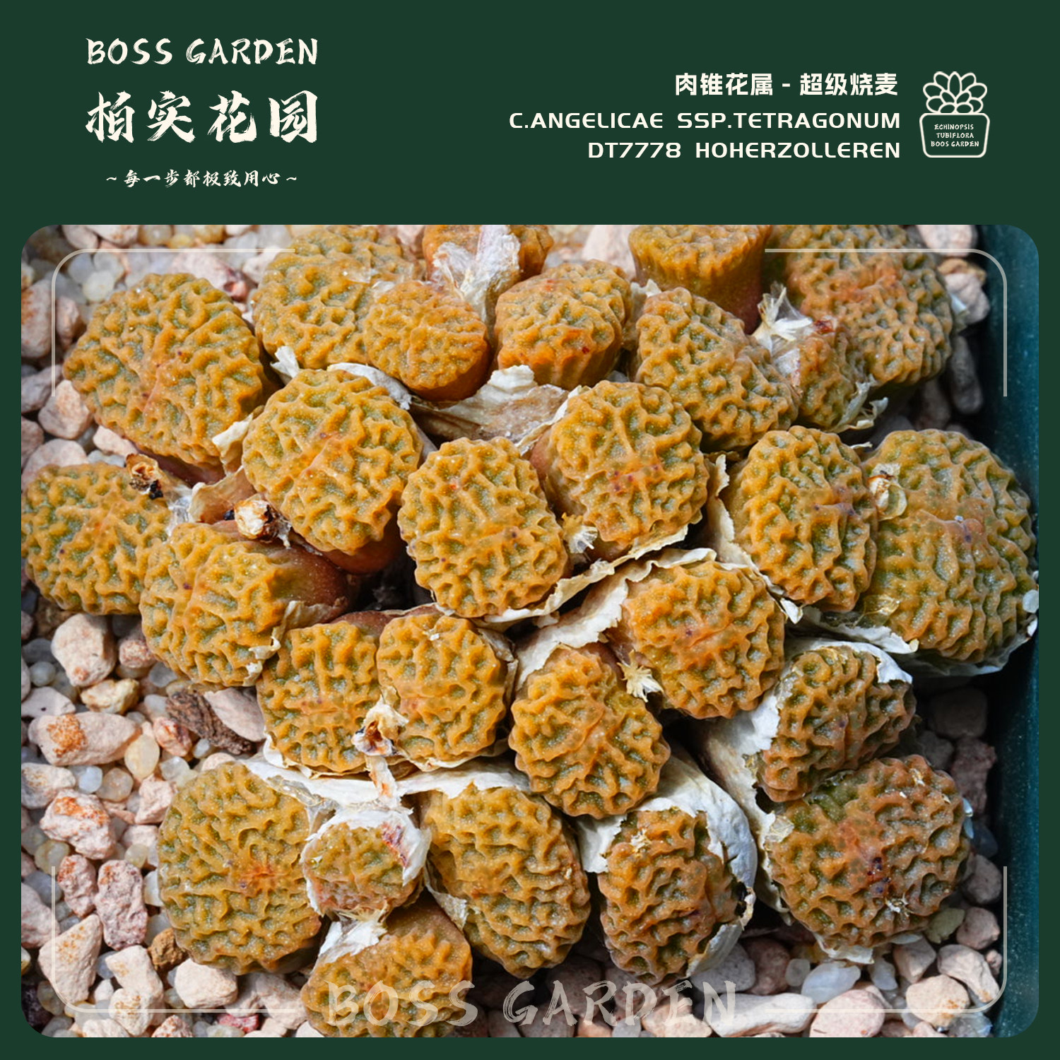 多肉植物肉锥花超级烧麦DT7778强褶皱感懒人好养室内盆栽