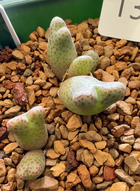 L359开播福利955d大型斑马