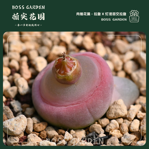 肉锥杂交拉登杂灯泡回交拉登厚皮