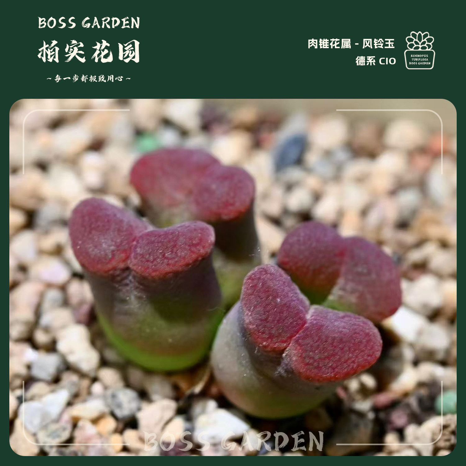 多肉植物肉锥花大型红风铃德系C10风铃紫红色懒人好养盆栽