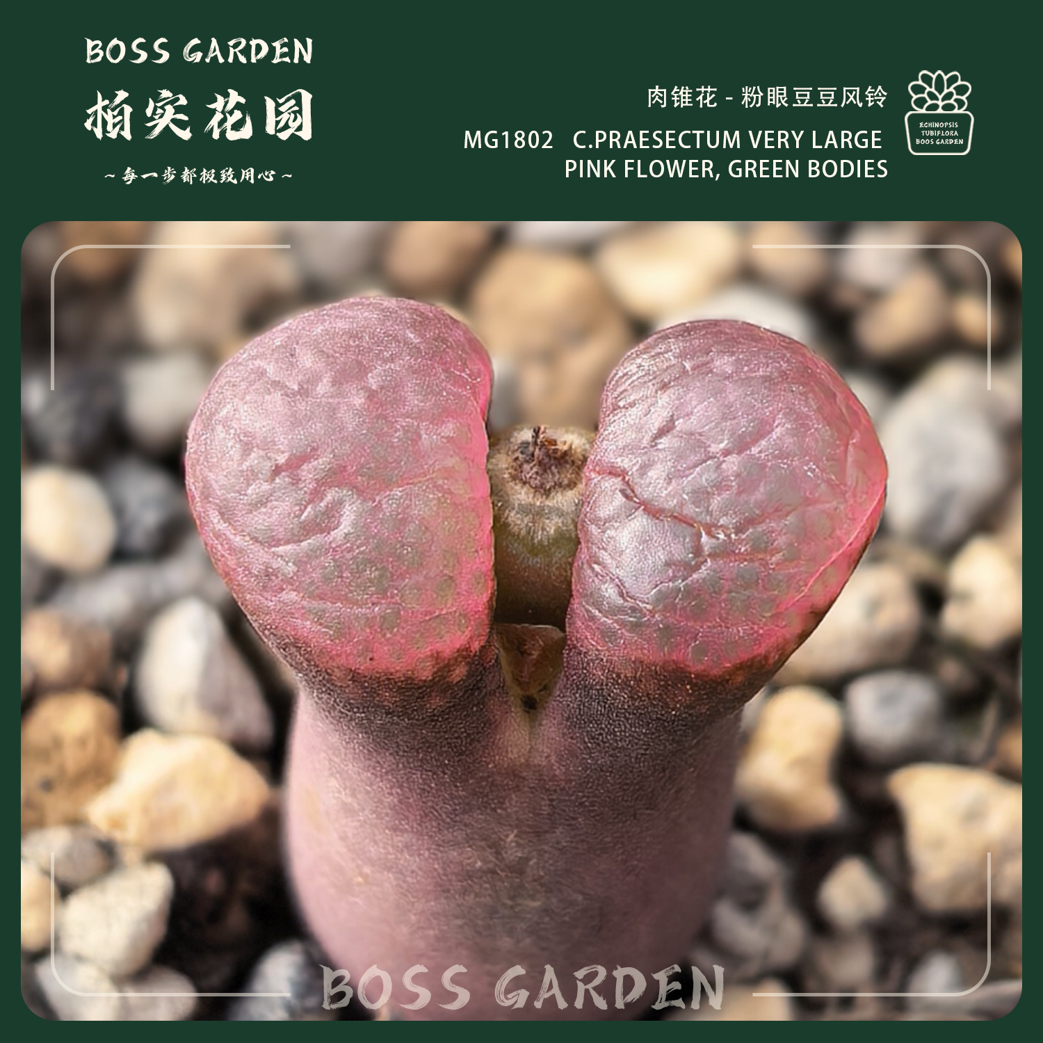 多肉植物肉锥圣铃玉1802风铃粉眼豆豆懒人好养室内盆栽柏实花园