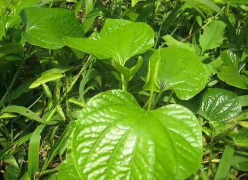 蛤蝼叶海南食用野菜新鲜篓叶山捞叶青蒌越南菜假蒌叶哈喽叶蛤蒌叶_虎窝淘