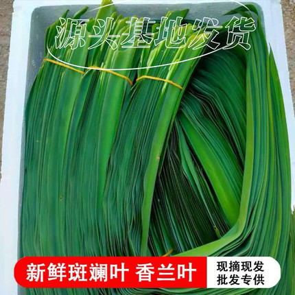 【48小时内发货】海南斑斓叶新鲜食用香兰叶七层糕原材料