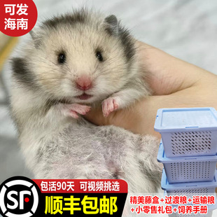 【可发海南】仓鼠活物家养金丝熊宠物活体幼宠包活米熊大体宠物鼠