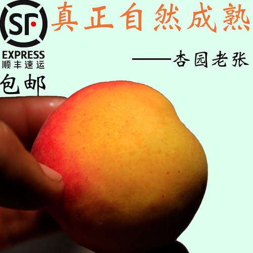 杏应季新鲜山西大黄树上