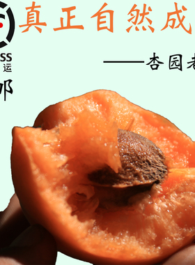 金太阳杏22号下午发完货确定最后的量