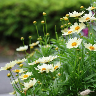 满18元包邮    金鸡菊小闹钟奶白色草本植物盆栽花卉阳台庭院花园
