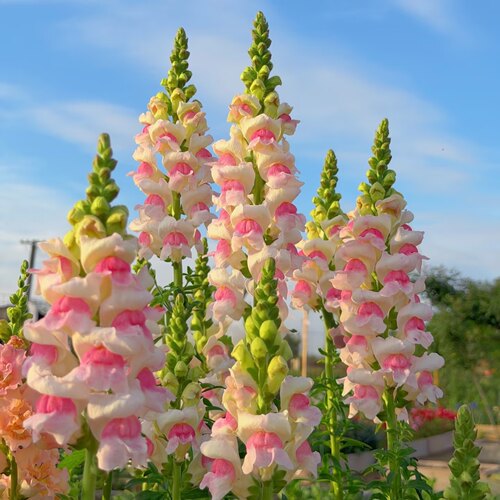 金鱼草波托马克苹果花穴苗切花