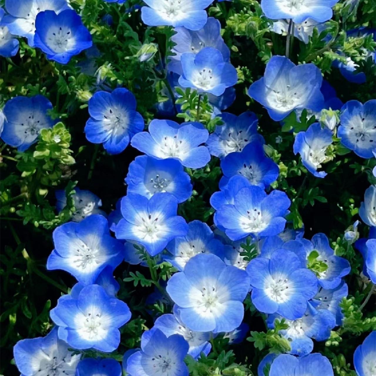 喜林草粉蝶花苗穴盘苗阳台庭院花园组合趣味花卉植物盆栽蓝色花朵
