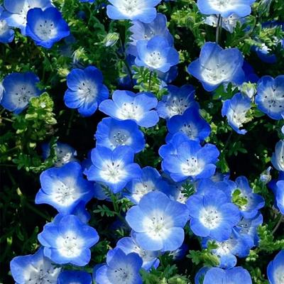 花苗穴盘苗喜林草粉蝶花