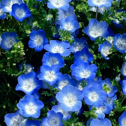 花苗穴盘苗喜林草粉蝶花