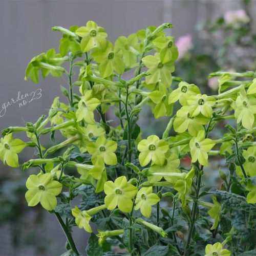 花烟草花苗盆栽阳台庭院花园包邮