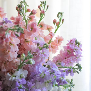 紫罗兰花苗盆栽穴盘苗领奏绿植花卉阳台庭院花园趣味多枝耐寒 包邮