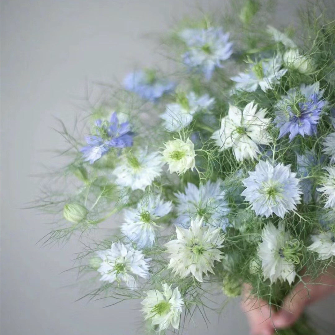 黑种草花园阳台自播力强好养