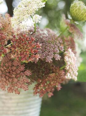 阿米芹红色蕾丝花趣味巧克力蕾丝穴盘苗花卉阳台庭院花园满额包邮