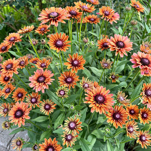 满18元包邮 新金光菊撒哈拉混色复古花多年生耐寒耐热植物盆栽