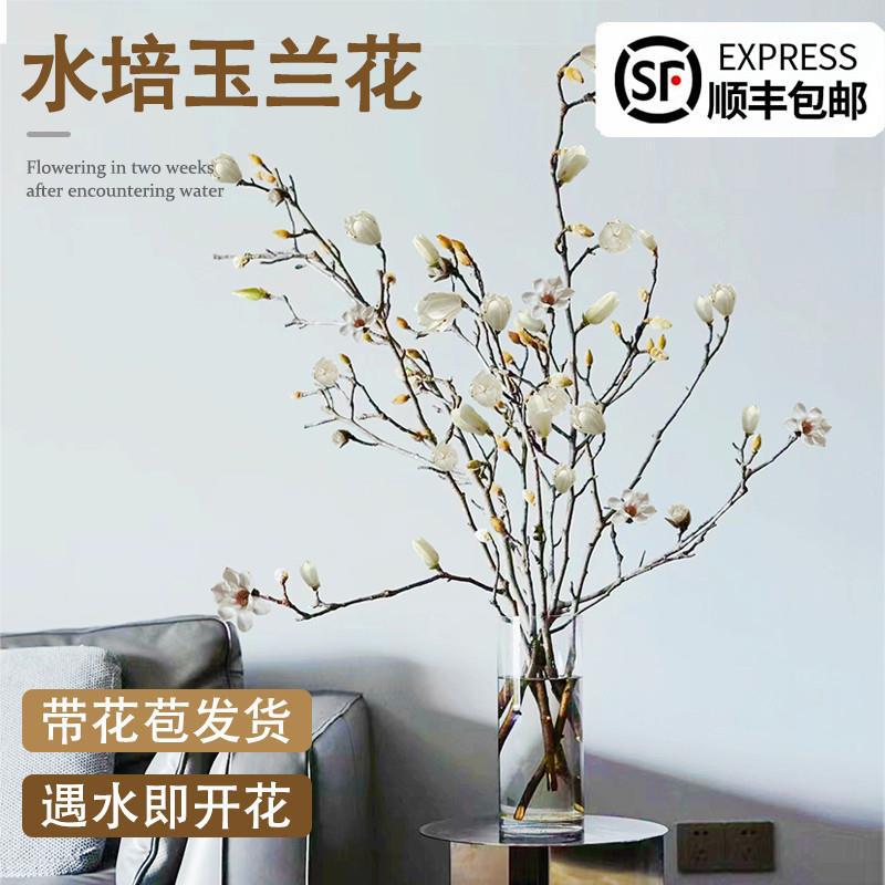 白玉兰花水培干枝鲜切带花苞鲜枝室内办公室植物四季绿植好养花卉图片