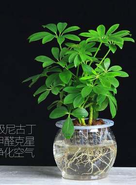 七叶莲盆栽招财室内旺财植物鸭脚木吸甲醛净化空气幸运花卉防辐射